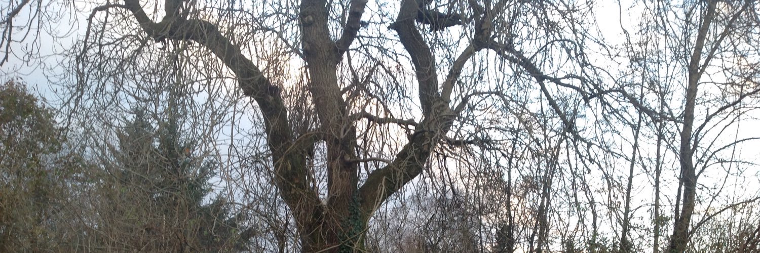 avewardy's profile banner image