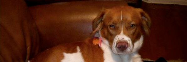 TheJayUNF Profile Banner