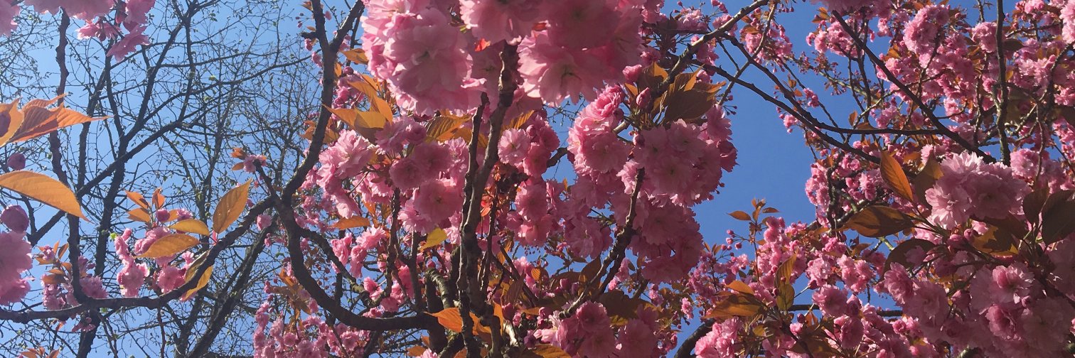 Thatgingegirl's profile banner image