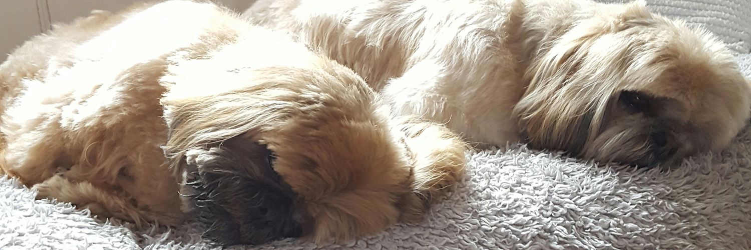 Teddy,Angel Annie,Lily,Angel Bailey,Rosie&Saffie banner