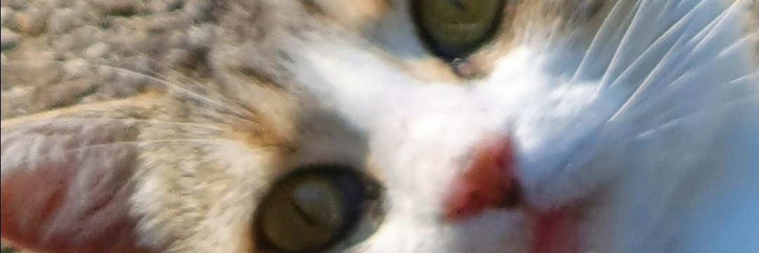 tizzywiggy's profile banner image
