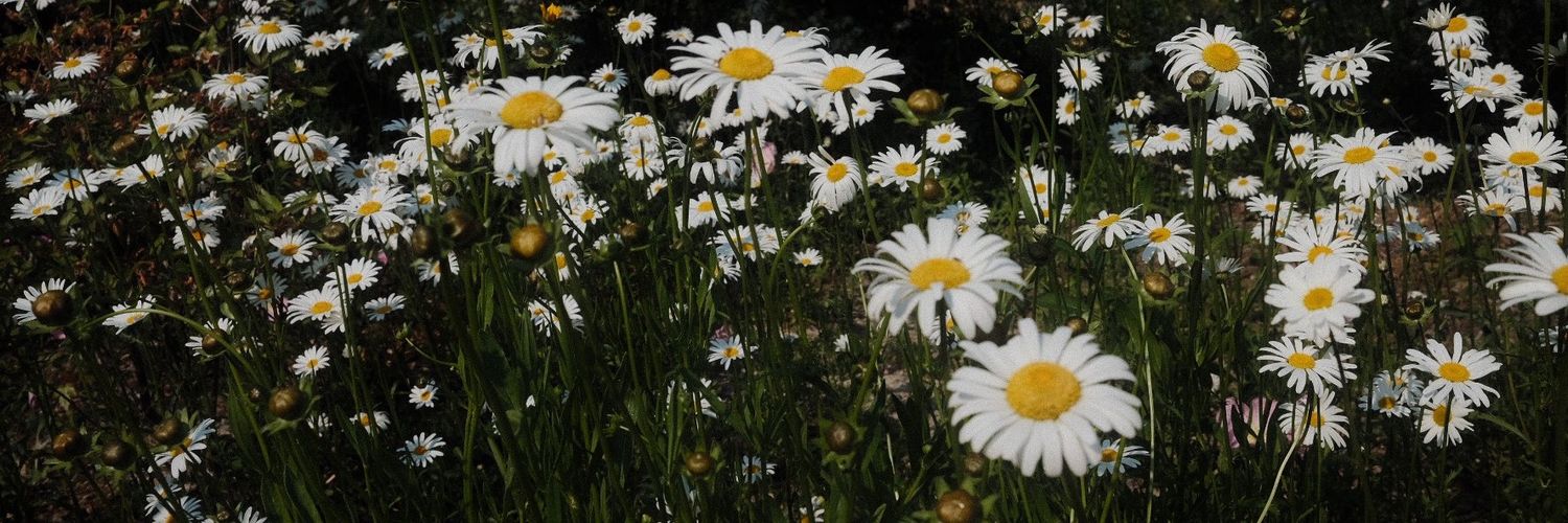 _lkimth_'s profile banner image