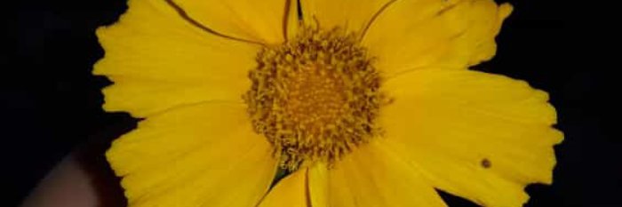 mayara_b1's profile banner image