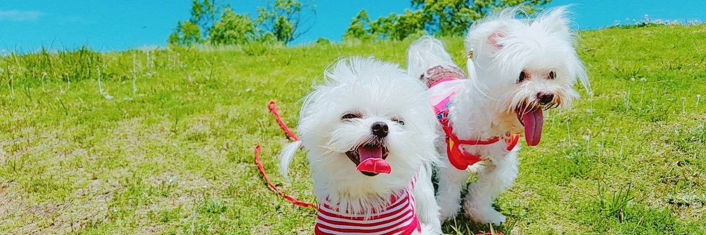 guremi_n's profile banner image