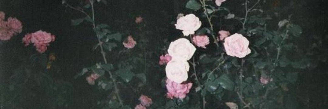 Helenarosvelt's profile banner image