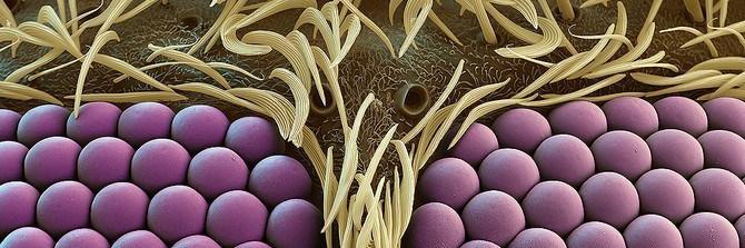 MicroscopePics's profile banner image
