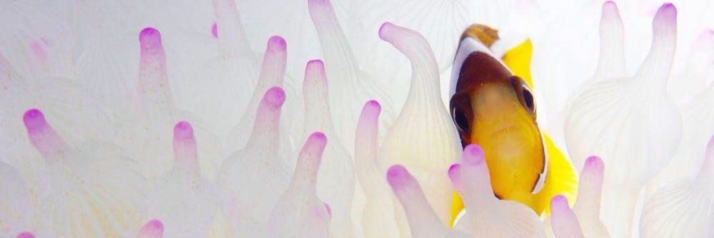 mamegen3's profile banner image
