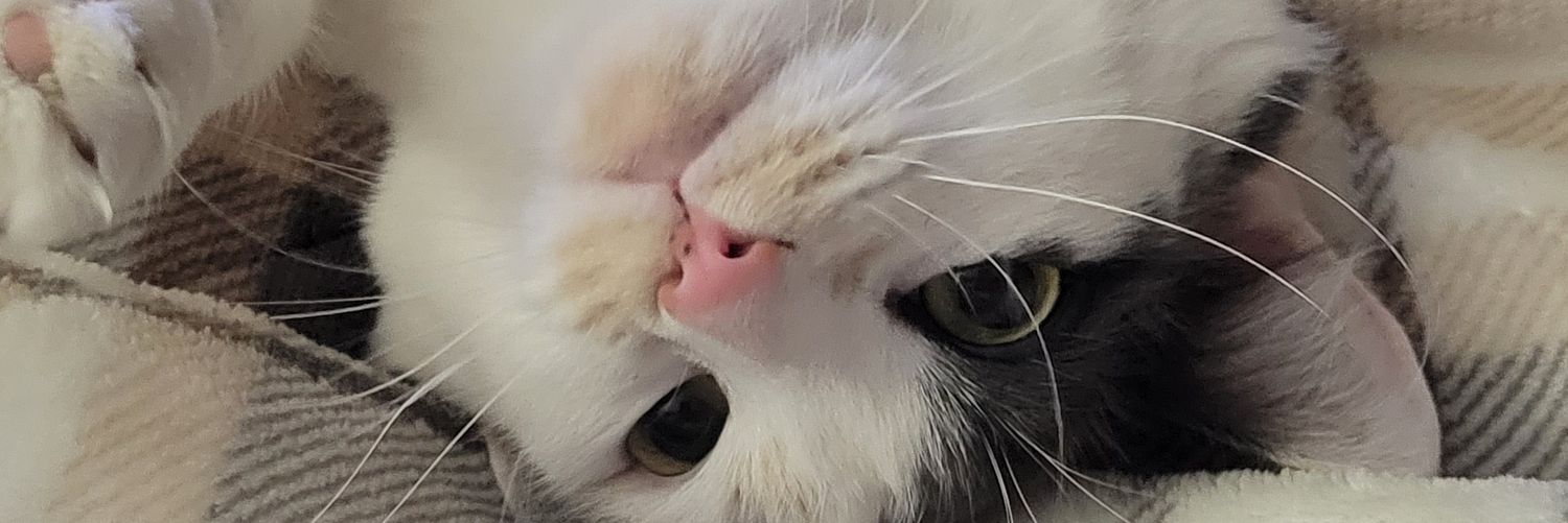 Sayhellotoruby's profile banner image