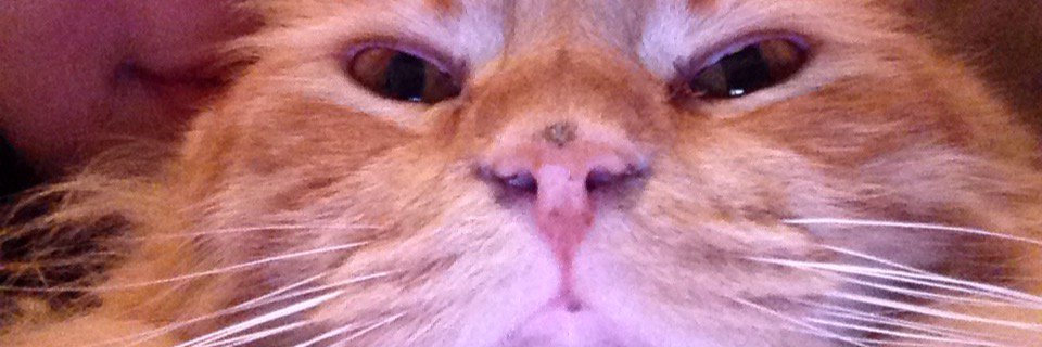 mslizay's profile banner image