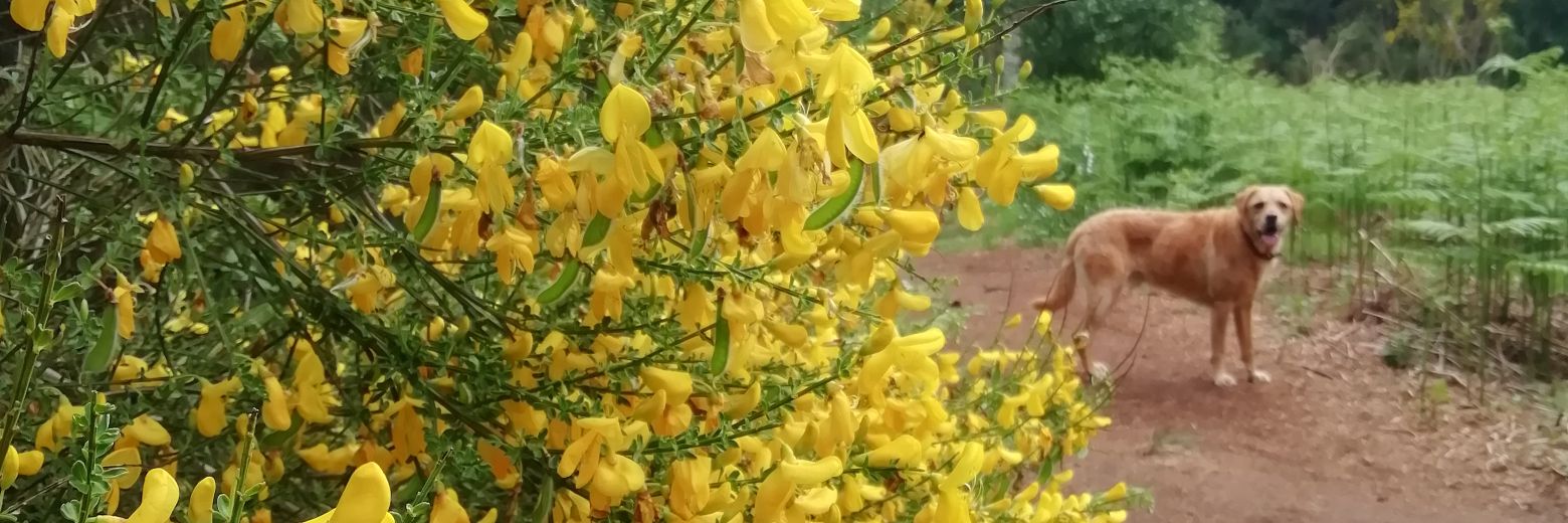 Debbie McWilliam banner