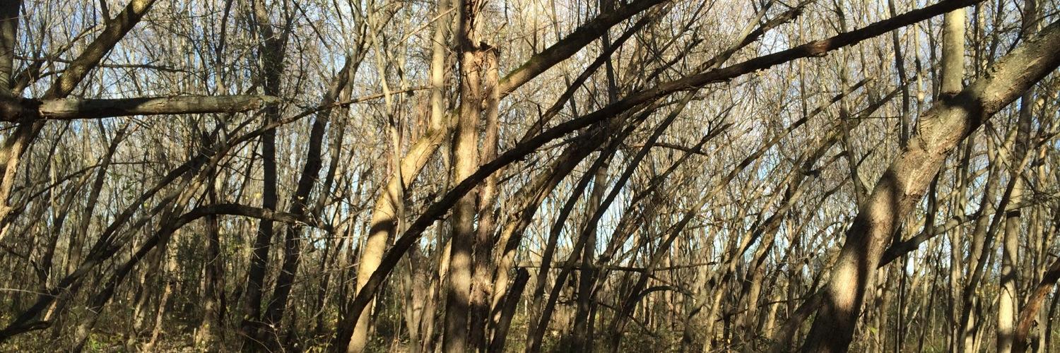 Gregory Rose MD banner