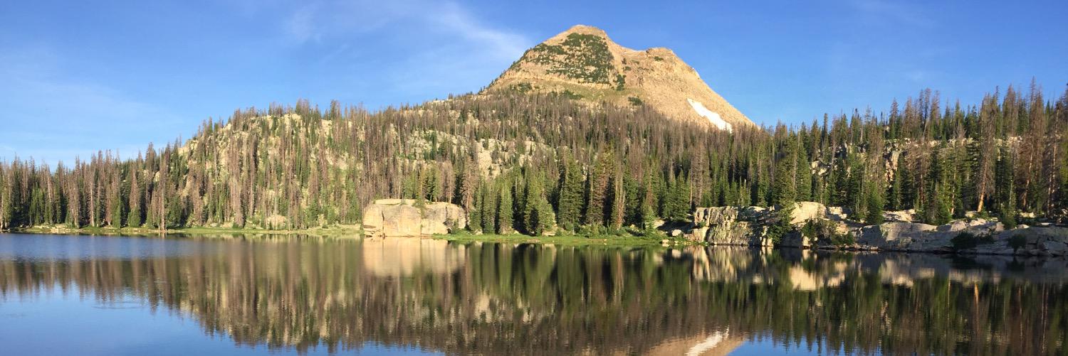 Casey Williams banner