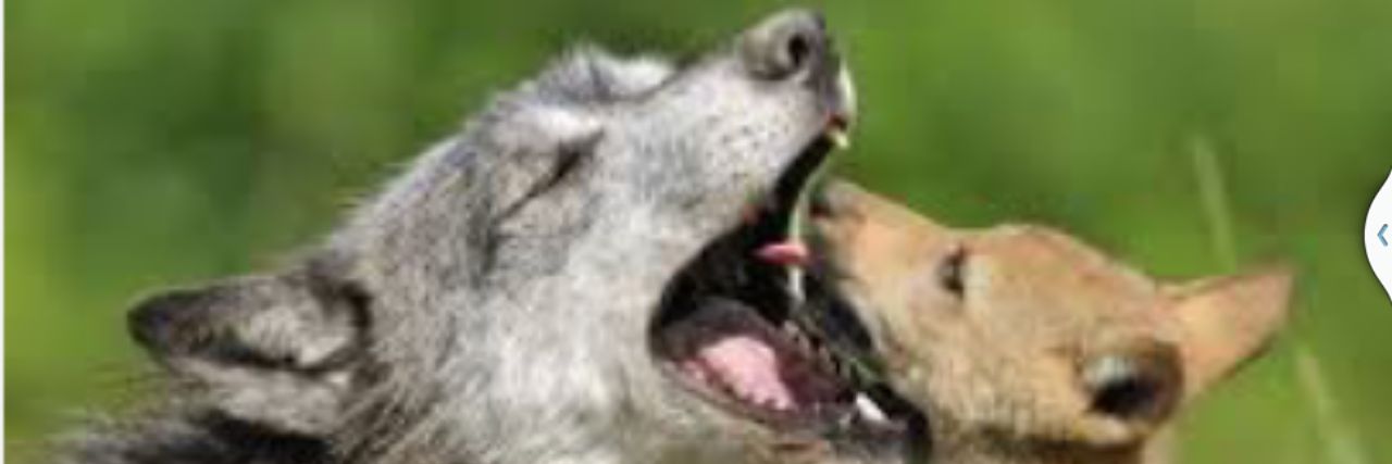 annewolk1's profile banner image