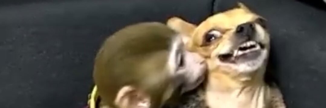 powerline monkey banner