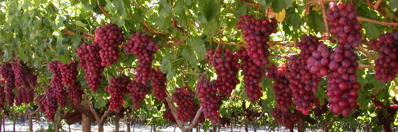 EXSA Grapes banner