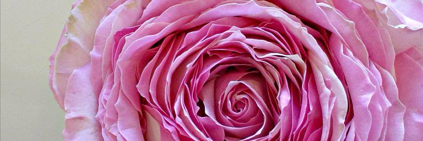 florabflowers's profile banner image