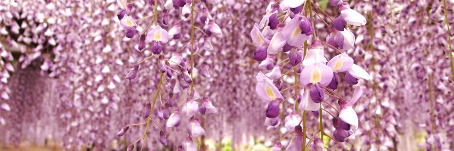 夢見草 banner