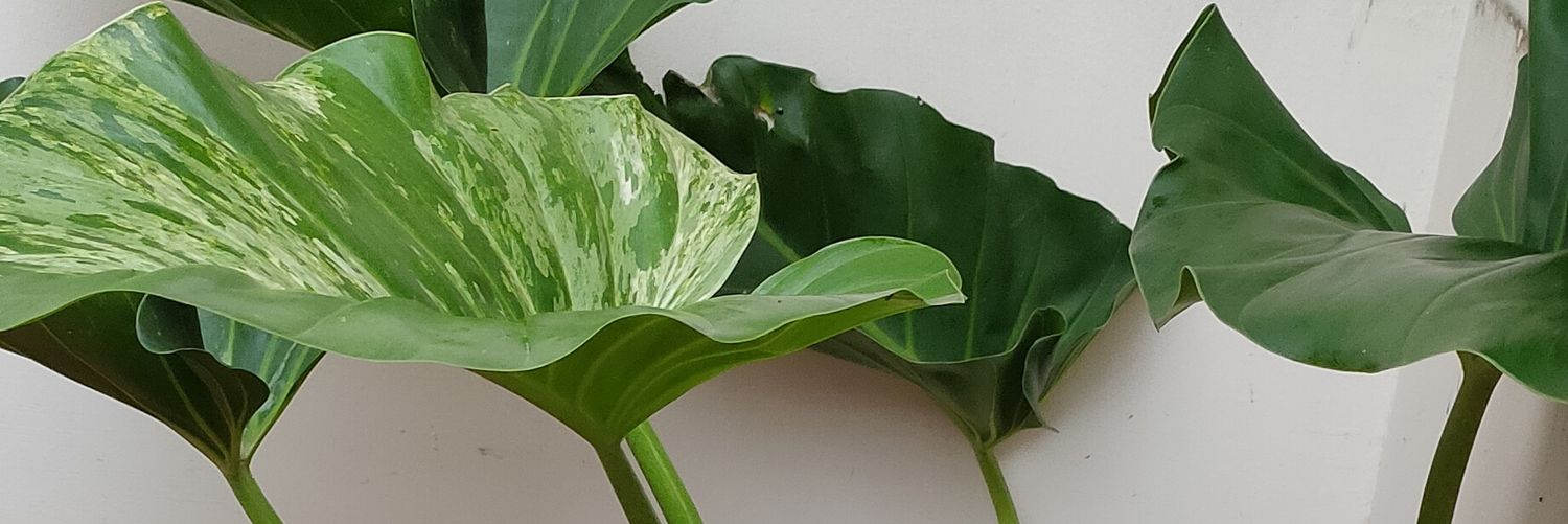 ardipramono's profile banner image