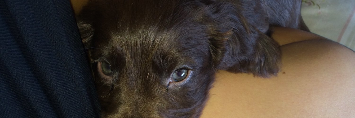 chelsea wallace banner