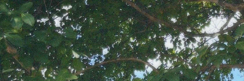 simple_lily's profile banner image