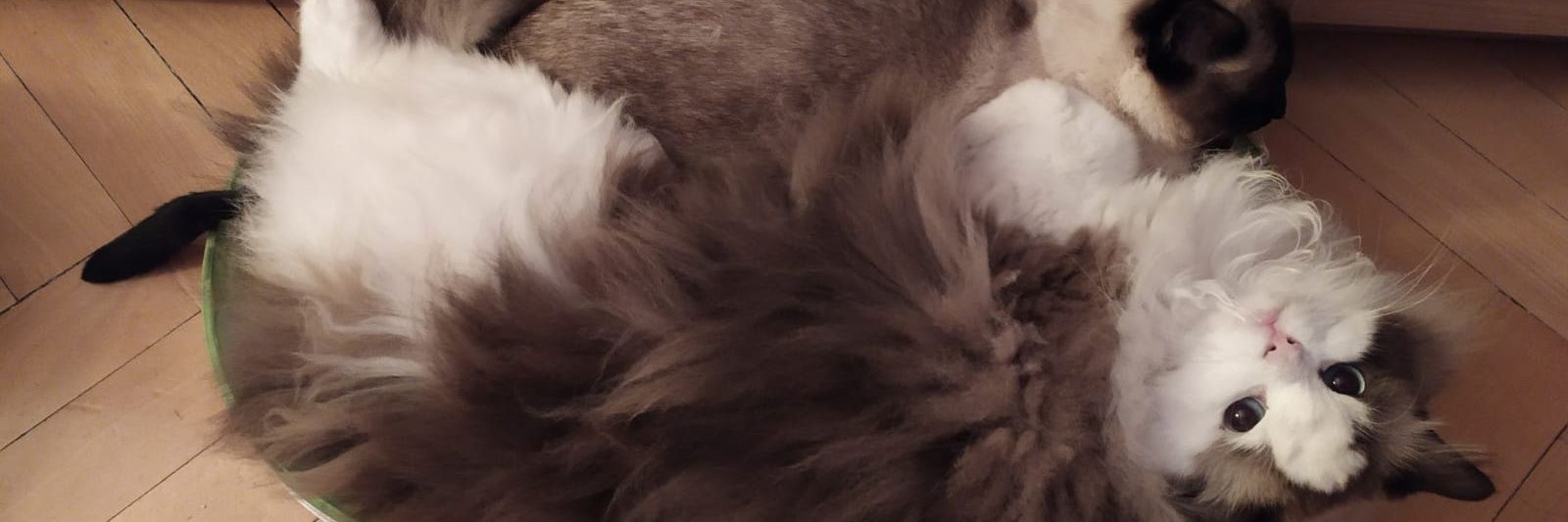 danialexivit's profile banner image