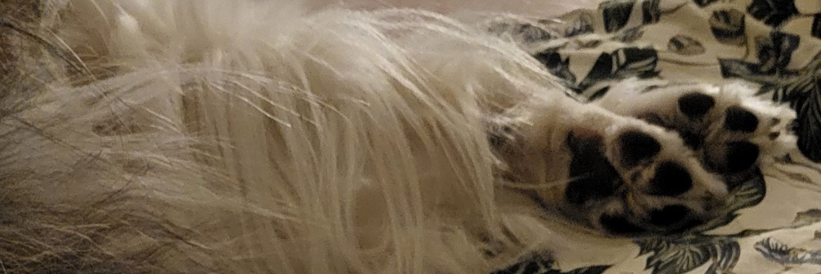 NeraBec's profile banner image