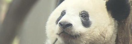 鎌ちゃんとソダシと香香と⚡️🌸🐼🏇 banner