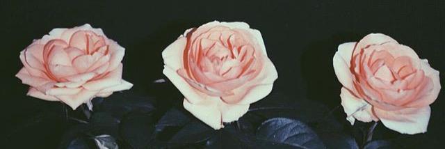 aileen_mce's profile banner image