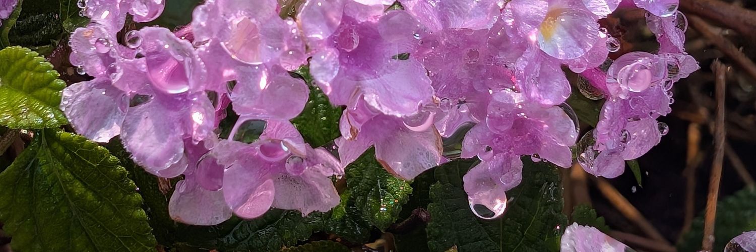 Кукурузное рыльце banner