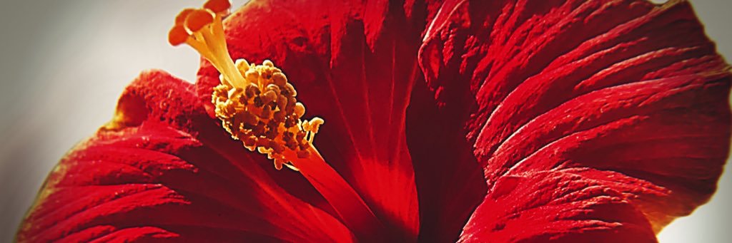 divinetabla's profile banner image
