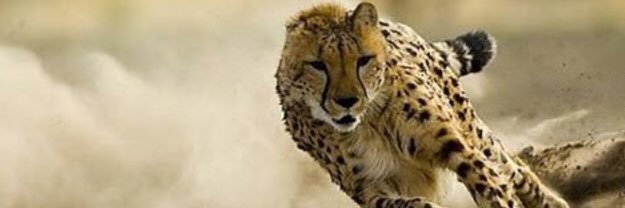 emcampanile's profile banner image