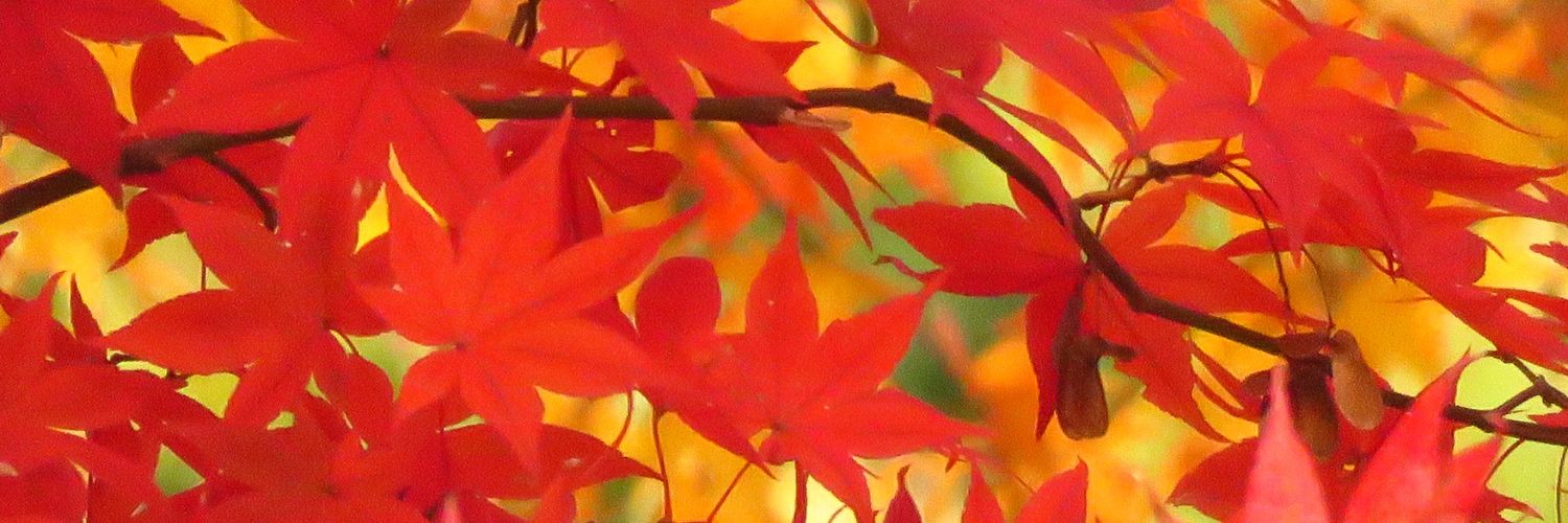 megae0123's profile banner image