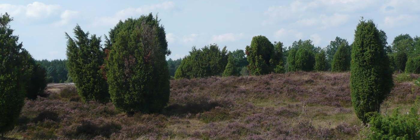 Machteld Meijer banner