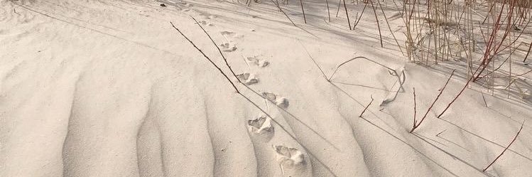canmuat's profile banner image