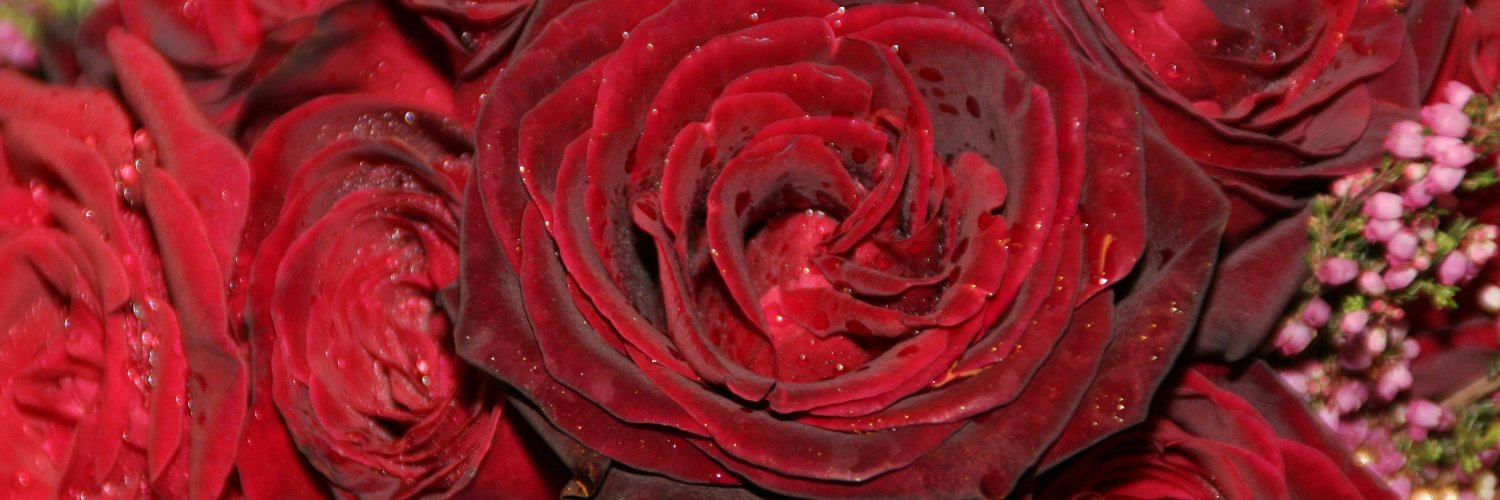 ciocianina's profile banner image