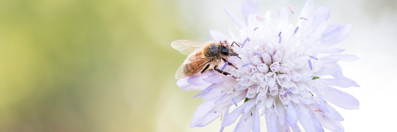 wildlifefotog's profile banner image