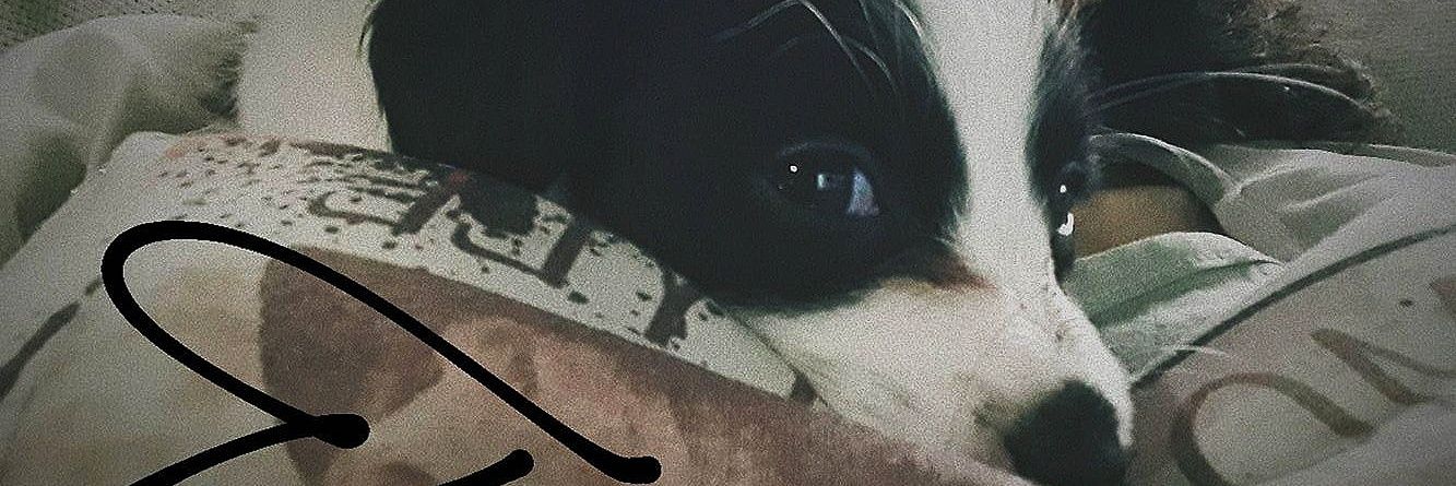 GuadalupePerdo6's profile banner image