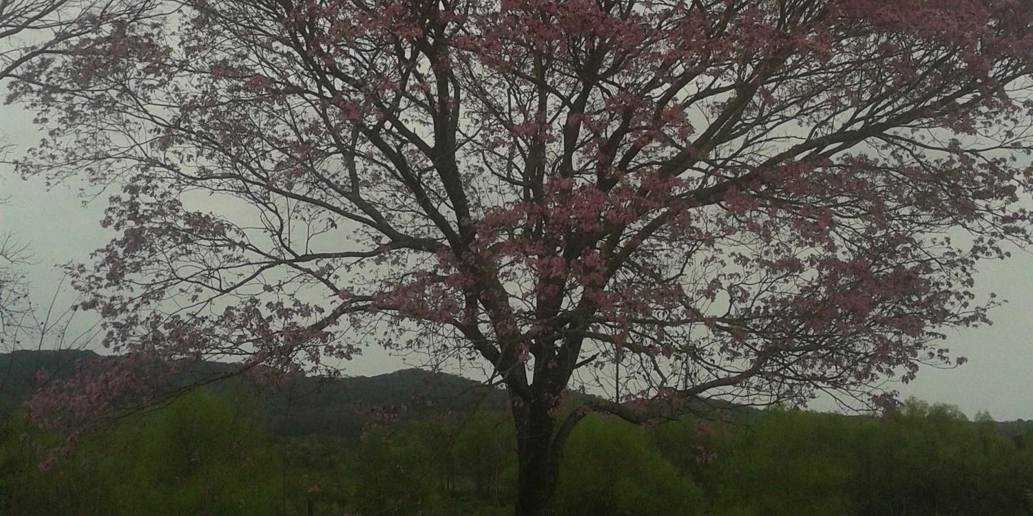Almendra1391's profile banner image