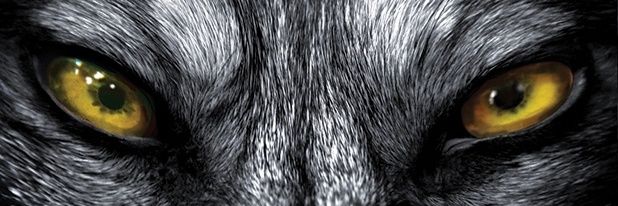 GreywolfSmith's profile banner image