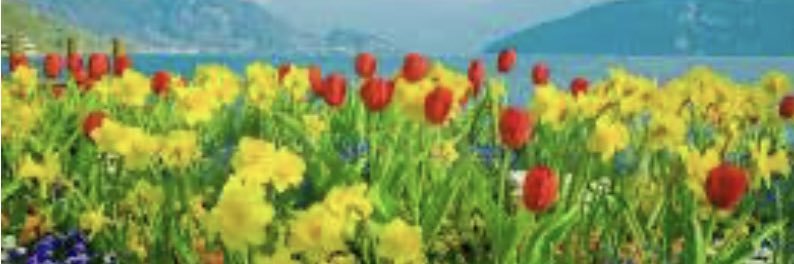 Commentary Extraordinaire banner