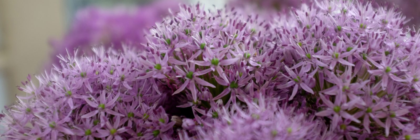 Michler's Florist, Greenhouses & Garden Design banner