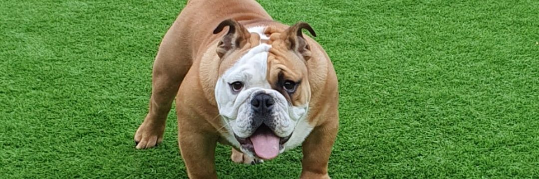 diane campbell banner