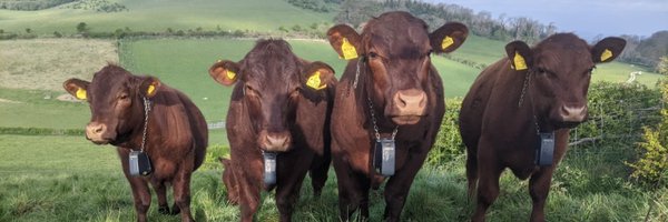 BHSheep Profile Banner