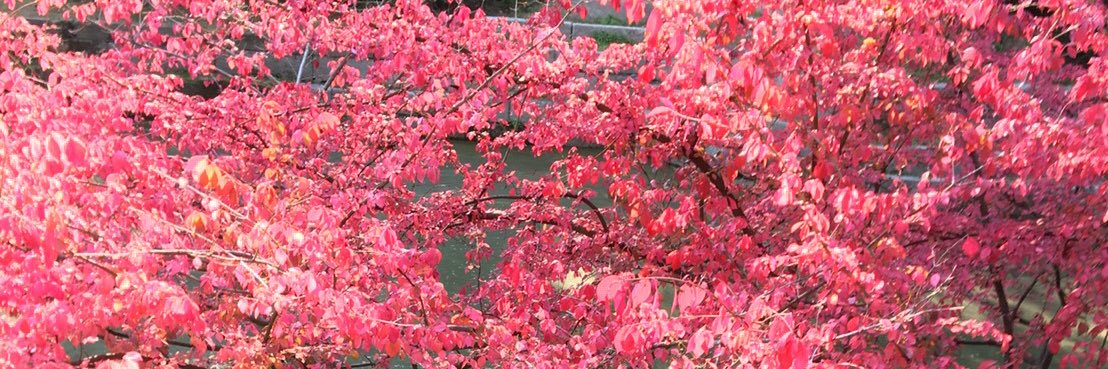 Natt_sweety's profile banner image