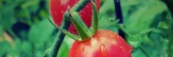 GurlGoneNatural's profile banner image