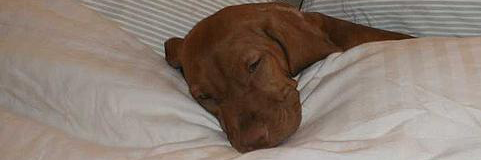 Screw the Nazis #Resist banner