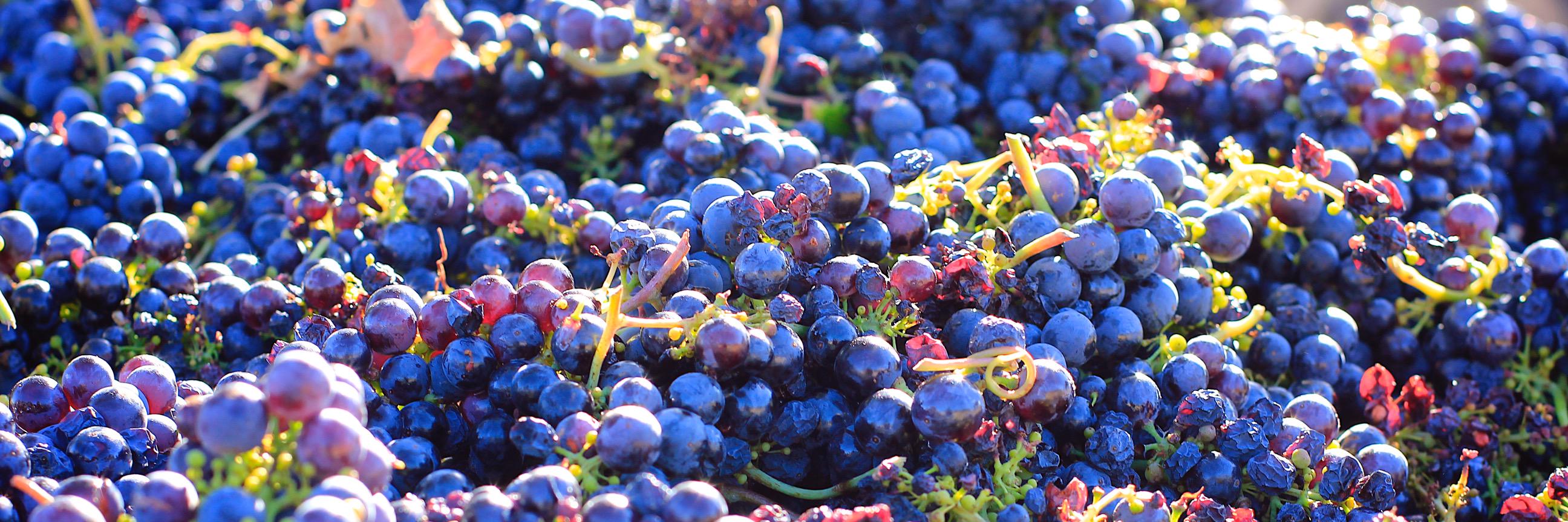 Sculpterra Winery banner