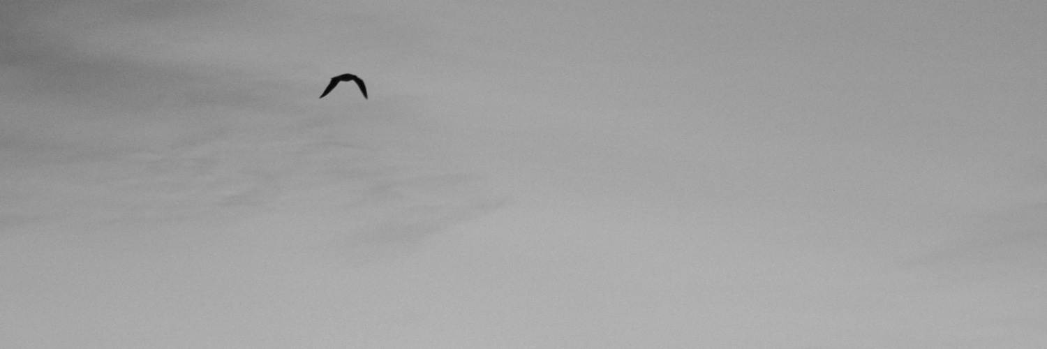 Gunes A. 🎞📸 banner