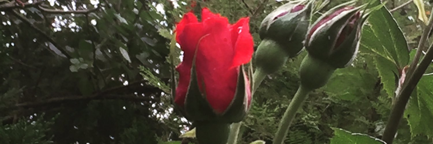 e_ozsen's profile banner image