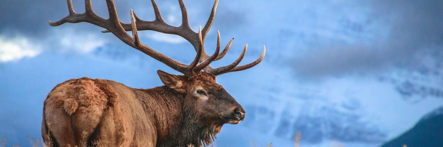 kurtbuc's profile banner image